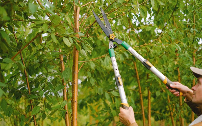 Tree trimming in Saint Johnsville, NY